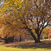 砧公園イメージ